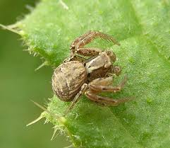 Attēlu rezultāti vaicājumam “Xysticus cristatus”