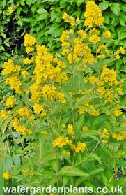 Attēlu rezultāti vaicājumam “Lysimachia vulgaris”