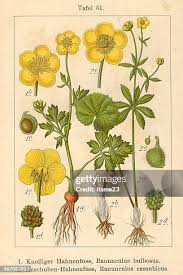 Attēlu rezultāti vaicājumam “Ranunculus bulbosus”