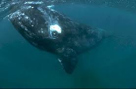 Image result for Eubalaena glacialis