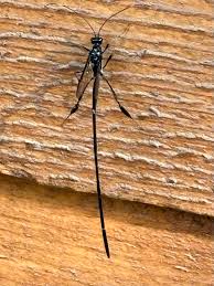 Attēlu rezultāti vaicājumam “Neocudoniella albiceps”