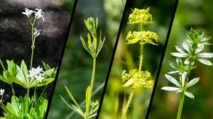 Attēlu rezultāti vaicājumam “Galium album fruit”