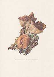 Attēlu rezultāti vaicājumam “Discina perlata”