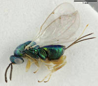 Attēlu rezultāti vaicājumam “Torymidae”