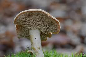 Attēlu rezultāti vaicājumam “Hydnum rufescens”