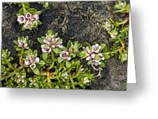 Attēlu rezultāti vaicājumam “Glaux maritima leaf”