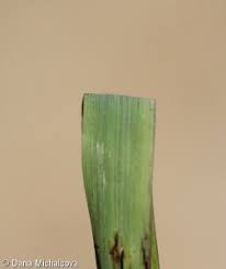 Attēlu rezultāti vaicājumam “Helictotrichon pratense leaf”