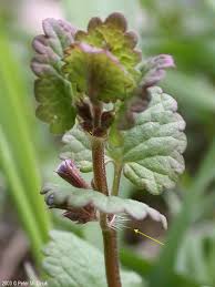Attēlu rezultāti vaicājumam “Glechoma hederacea flower”