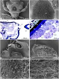 Attēlu rezultāti vaicājumam “Pyrochroidae imago”
