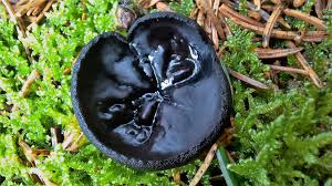 Attēlu rezultāti vaicājumam “Pseudoplectania nigrella”