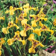 Attēlu rezultāti vaicājumam “Ranunculus lingua bud”