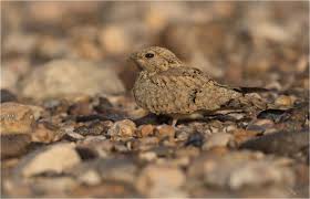 Image result for Caprimulgus aegyptius