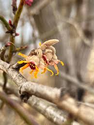 Attēlu rezultāti vaicājumam “Hamamelis vernalis bud”