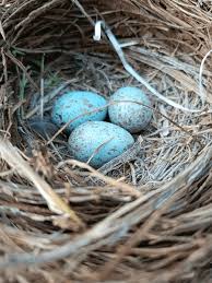 Attēlu rezultāti vaicājumam “Turdus merula eggs”