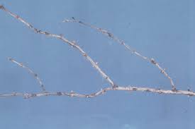 Attēlu rezultāti vaicājumam “Lonicera tatarica bud”