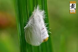 Attēlu rezultāti vaicājumam “Euproctis similis larva”