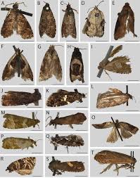 Attēlu rezultāti vaicājumam “Acleris laterana”
