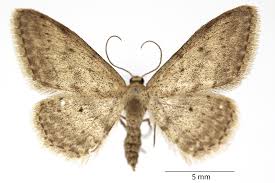 Attēlu rezultāti vaicājumam “Idaea seriata”