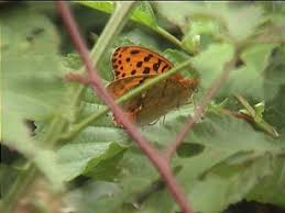 Attēlu rezultāti vaicājumam “Argynnis laodice male”