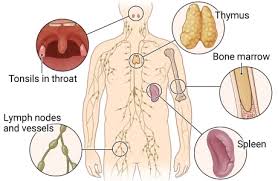 Image result for Thymus