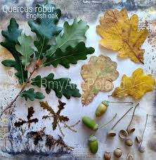 Attēlu rezultāti vaicājumam “Quercus robur leaf”