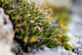 Attēlu rezultāti vaicājumam “Seligeria donniana”