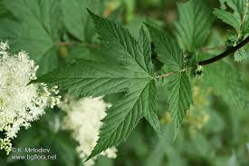 Attēlu rezultāti vaicājumam “Filipendula ulmaria  leaf”