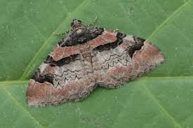 Attēlu rezultāti vaicājumam “Catarhoe rubidata”