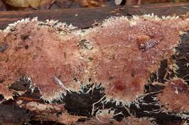 Attēlu rezultāti vaicājumam “Steccherinum fimbriatum”