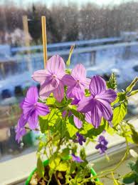 Image result for Browallia speciosa