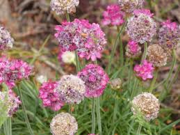 Attēlu rezultāti vaicājumam “Plumbaginaceae”