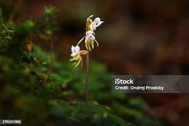 Attēlu rezultāti vaicājumam “Epipogium aphyllum”