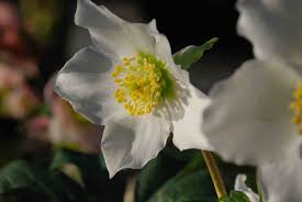 Attēlu rezultāti vaicājumam “Helleborus niger flower”