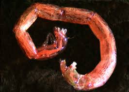 Attēlu rezultāti vaicājumam “Cystiphora sanguinea larva”