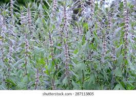 Attēlu rezultāti vaicājumam “Leonurus quinquelobatus leaf”