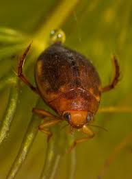 Attēlu rezultāti vaicājumam “Acilius sulcatus female”