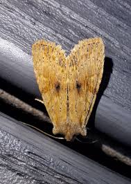 Attēlu rezultāti vaicājumam “Noctuidae”