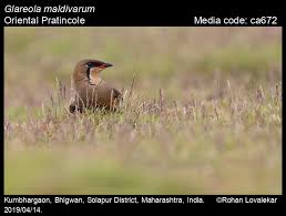 Image result for Glareola maldivarum