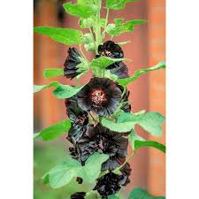 Image result for Alcea rosea nigra
