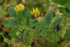 Attēlu rezultāti vaicājumam “Medicago”