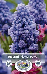 Attēlu rezultāti vaicājumam “Muscari armeniacum flower”