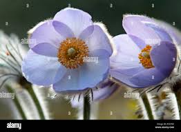 Attēlu rezultāti vaicājumam “Pulsatilla patens”