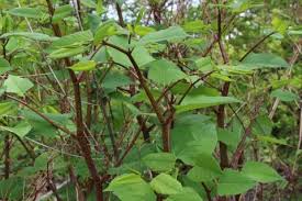 Attēlu rezultāti vaicājumam “Reynoutria japonica”