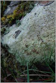 Attēlu rezultāti vaicājumam “Baeomyces rufus”