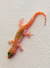 Attēlu rezultāti vaicājumam “Sauria”