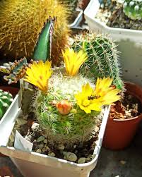 Attēlu rezultāti vaicājumam “Diderma testaceum sessile”