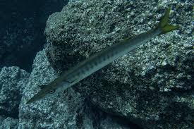 Image result for Sphyraena viridensis