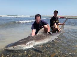 Image result for Galeocerdo cuvier