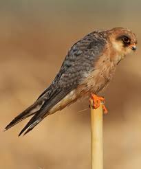 Attēlu rezultāti vaicājumam “Falco vespertinus”