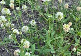 Attēlu rezultāti vaicājumam “Pastinaca sativa subsp. sylvestris leaf”